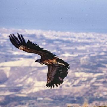 Όρνιο σε πτήση, στη δυτική πλαγιά του Γιούχτα.