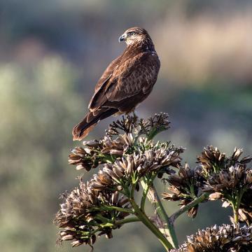 4) Γερακίνα ή λαγουδογέρακο (Buteo buteo) (φωτογράφος: Γιάννης Χαρκούτσης - ΜΦΙΚ)