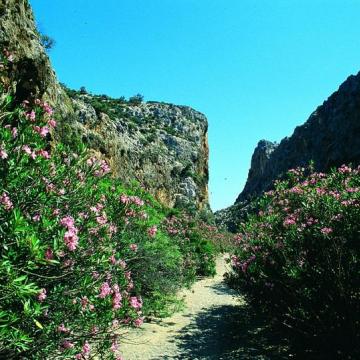 Παραποτάμια βλάστηση στο Αγιοφάραγγο με κυρίαρχο είδος τις πικροδάφνες.