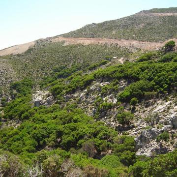 Μακκί με κουμαριές Arbutus unedo, στον Άγιο Δίκαιο.