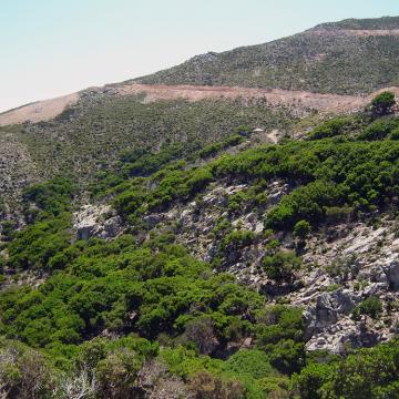 Strawberry trees in Agios Dikaios