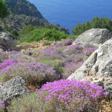 On the way from Sougia to Anydrous