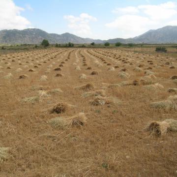 Το οροπέδιο Ομαλού καλλιεργείται από αρχαιοτάτων χρόνων.