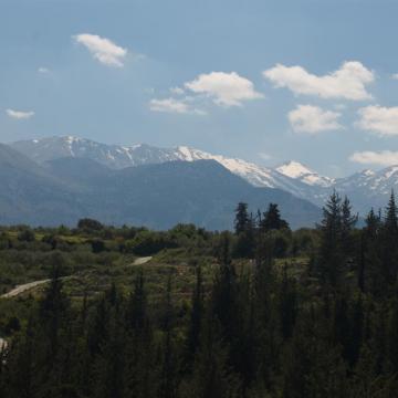 Άποψη του εκτεταμένου κυπαρισσόδασους του Φρε.