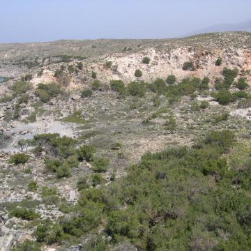 Χαρακτηριστικός οικότοπος της περιοχής οι λόχμες άρκευθων (Juniperus oxycedrus ssp. macrocarpa). 