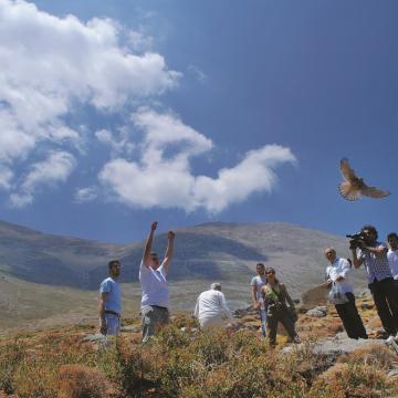 Απελευθέρωση αρπακτικών πουλιών στο φυσικό τους περιβάλλον (Μίνα Τρικάλη - ΜΦΙΚ)