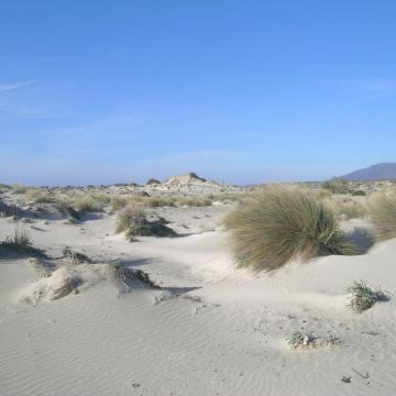 Ammophiletum arenariae at Elafonisi