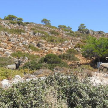 Wild cretan goats in Agioi Theodoroi