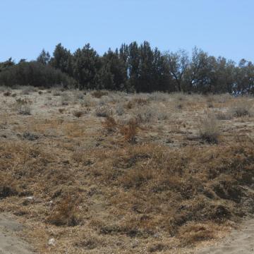Αναπτυγμένη αμμοθινική-αλοφυτική βλάστηση και συστάδες άρκευθου στον Κομμό.