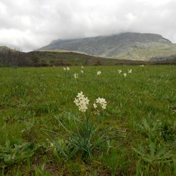 Yous Kambos and mount Kedros