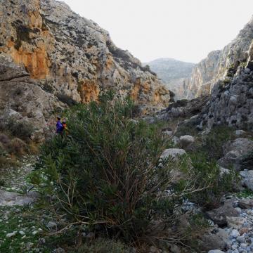 Walking in the Pervolakia gorge (farangi Kapsa)