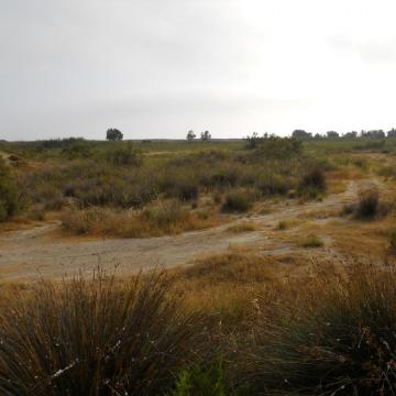 Combination of riparian and sandy vegetation in Geropotamos mouth