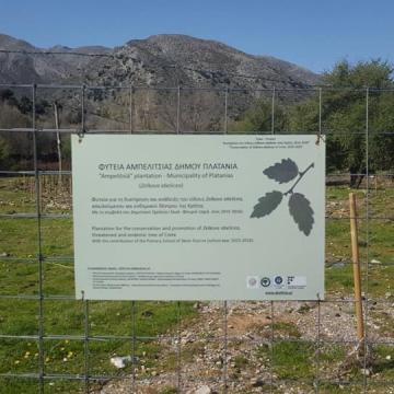 Photo from the cretan zelkova (ambelitsia) cultivation, at Omalos plateau