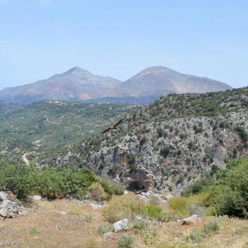 Στιγμιότυπο απελευθέρωσης γύπα