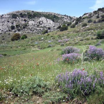 Το Οροπέδιο Καθαρού την άνοιξη.