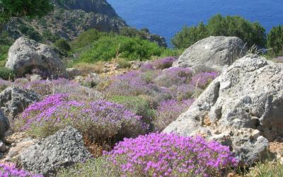 On the way from Sougia to Anydrous