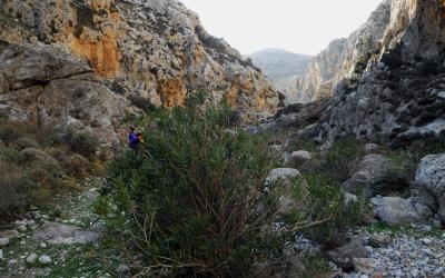 Walking in the Pervolakia gorge (farangi Kapsa)