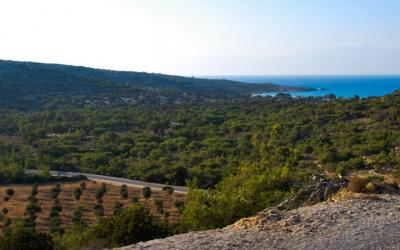 Gavdos pine forest