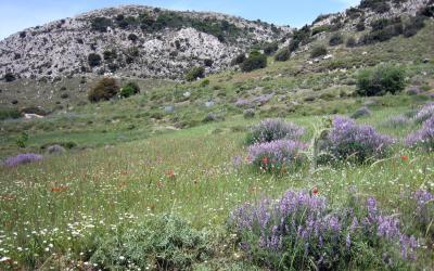 Το Οροπέδιο Καθαρού την άνοιξη.