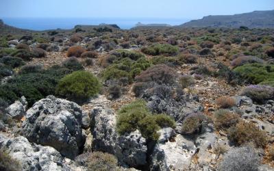 Zakros mountains, Choiromandres area